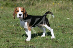 Beagle