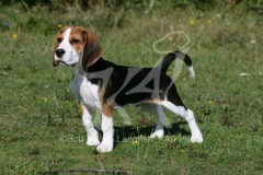 Beagle