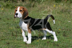 Beagle