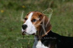 Beagle