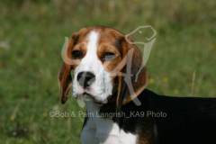 Beagle