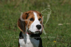 Beagle