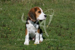 Beagle