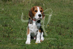 Beagle