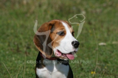 Beagle