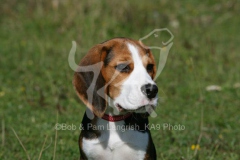 Beagle