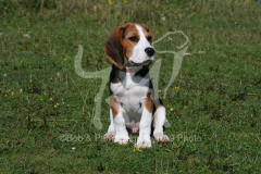 Beagle