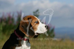 Beagle