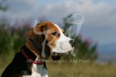 Beagle