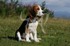 Beagle