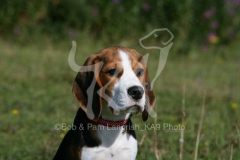 Beagle