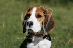 Beagle