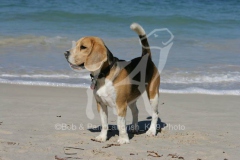 Beagle