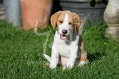 Beagle