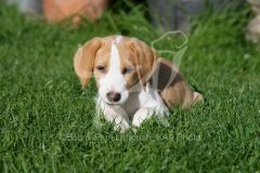 Beagle