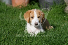 Beagle