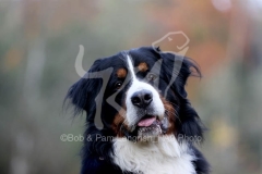 Bernese Mountain Dog