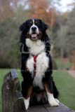 Bernese Mountain Dog