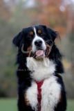 Bernese Mountain Dog