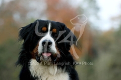 Bernese Mountain Dog