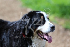 Bernese Mountain Dog