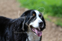 Bernese Mountain Dog