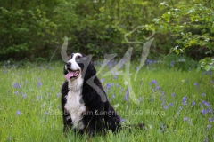 Bernese Mountain Dog