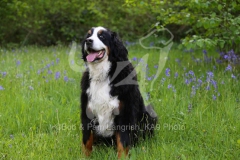 Bernese Mountain Dog