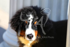 Bernese Mountain Dog