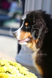 Bernese Mountain Dog