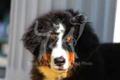 Bernese Mountain Dog