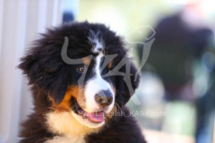 Bernese Mountain Dog