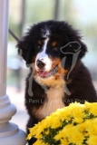 Bernese Mountain Dog