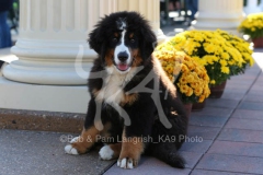 Bernese Mountain Dog