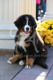 Bernese Mountain Dog