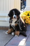 Bernese Mountain Dog