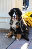 Bernese Mountain Dog