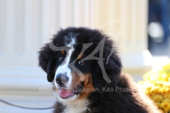 Bernese Mountain Dog