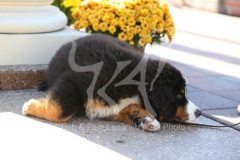 Bernese Mountain Dog