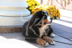 Bernese Mountain Dog