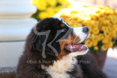 Bernese Mountain Dog