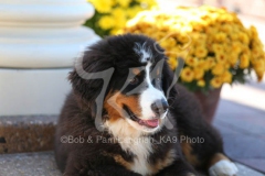 Bernese Mountain Dog