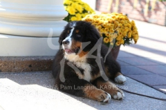 Bernese Mountain Dog