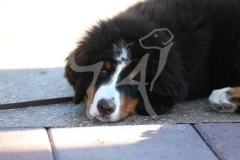 Bernese Mountain Dog