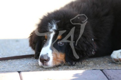 Bernese Mountain Dog