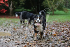 Bernese Mountain Dog