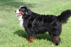 Bernese Mountain Dog