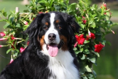 Bernese Mountain Dog