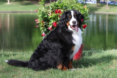 Bernese Mountain Dog