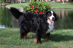 Bernese Mountain Dog